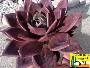 Echeveria Cerise