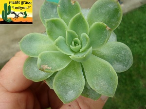 Echeveria Chant du Cygne