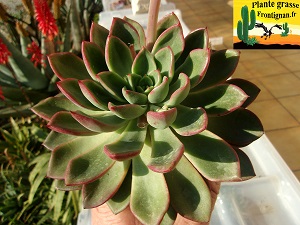 Echeveria Charmeuse