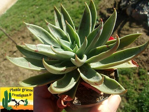 Echeveria Chimene