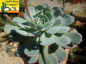 Echeveria Chiquita