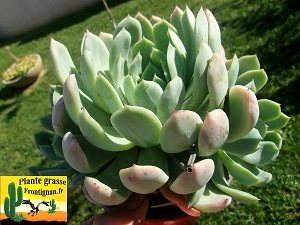 Echeveria Classique