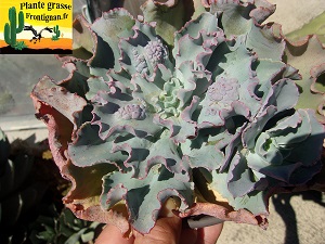 Echeveria Cleopatre