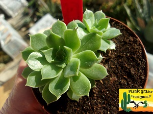 Echeveria Cocktail