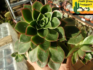 Echeveria Concerto