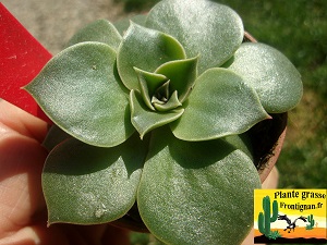 Echeveria Contesse