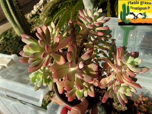 Echeveria Contraire