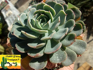 Echeveria Coquine