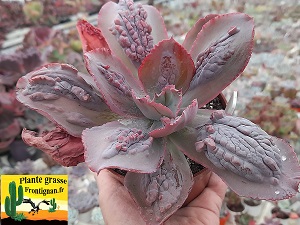 Echeveria Corail