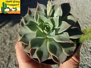 Echeveria Cour des Miracles