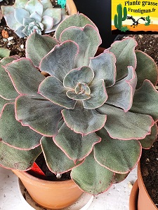 Echeveria Courtisane