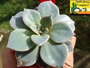 Echeveria Creature