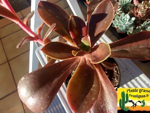 Echeveria Curcuma