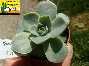 Echeveria Curvy