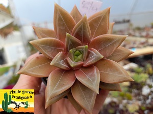 Echeveria Danica