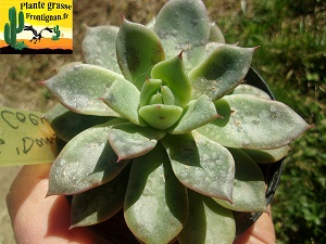 Echeveria Dans mon Coeur