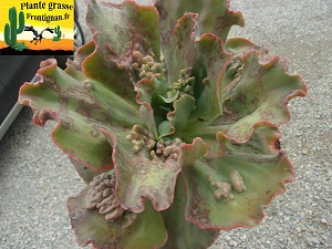 Echeveria Demence