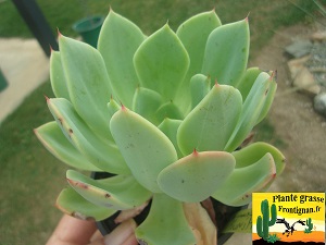 Echeveria Demon de Minuit