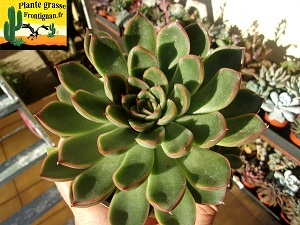 Echeveria Demonia