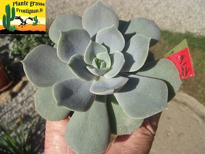 Echeveria Dernier Tango