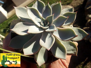Echeveria Diable Bleu
