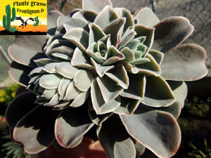 Echeveria Diamants et Poussires