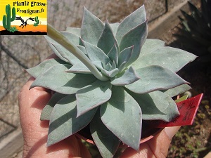 Echeveria Divine