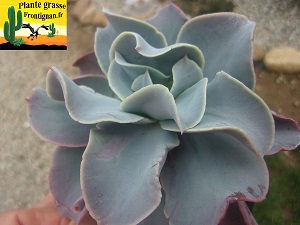 Echeveria Douceur