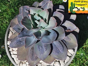 Echeveria Doux Moments