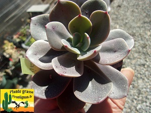 Echeveria Dulcinee