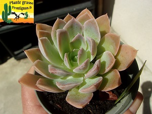 Echeveria Ecrin Bleu