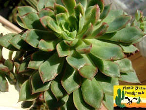 Echeveria Effeuillage