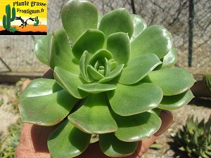 Echeveria Egerie