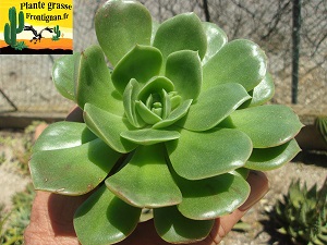 Echeveria Egerie