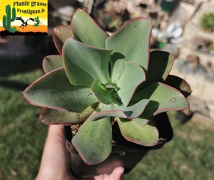 Echeveria 'Eirlys