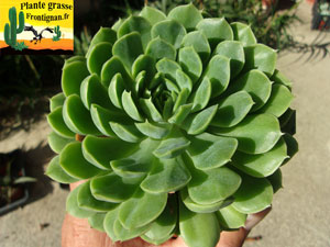 Echeveria El Indalo