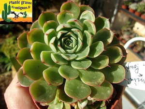 Echeveria Elixir