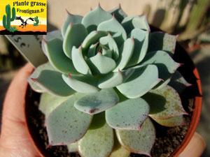 Echeveria Elmy