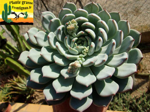 Echeveria Elo