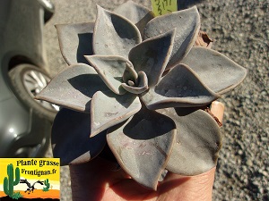 Echeveria Eminence