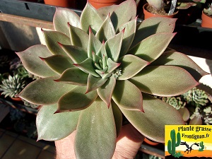 Echeveria Enola