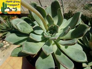 Echeveria Epices