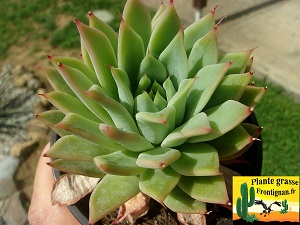 Echeveria Epona