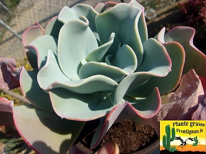 Echeveria Essentielle