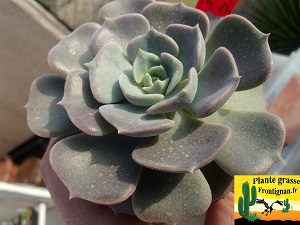 Echeveria Et Indien