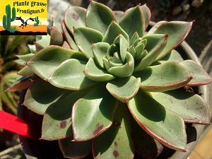 Echeveria Eternelle