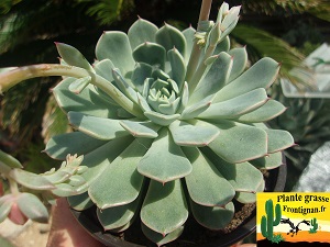 Echeveria Etoffe de Reves