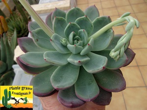 Echeveria Fetiche