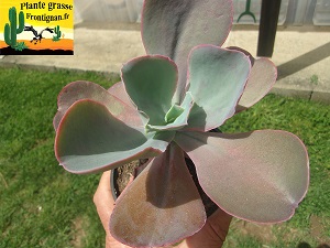 Echeveria Fil Rose