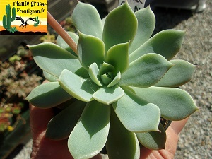 Echeveria Fil de la Vie